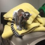 Mam do sprzedania małpy lemurki katta