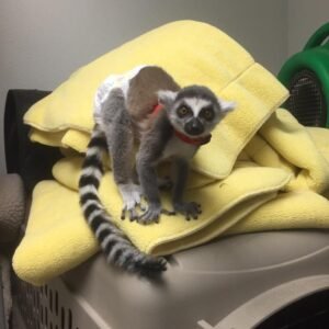 Ring-Tailed Lemur Monkeys for sale