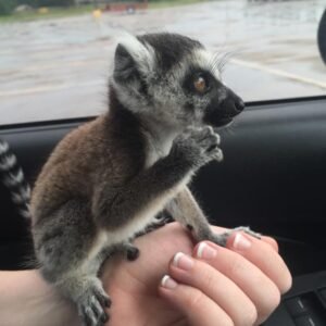 Ring-Tailed Lemur Monkeys for sale