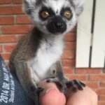 Mam do sprzedania małpy lemurki katta