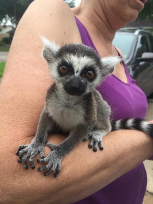 Ring-Tailed Lemur Monkeys for sale