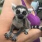 Ring-Tailed Lemur Monkeys for sale