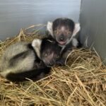 Baby black-and-white ruffed lemur