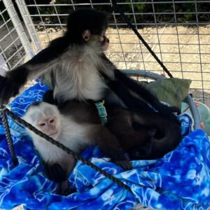 White-faced capuchin Monkey