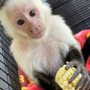 White-face Capuchin Female For Sale