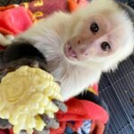 White-face Capuchin Female For Sale