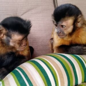 Java macaque Monkeys For Sale