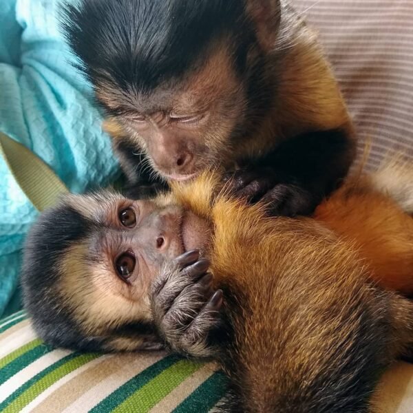 Monos macacos de Java a la venta