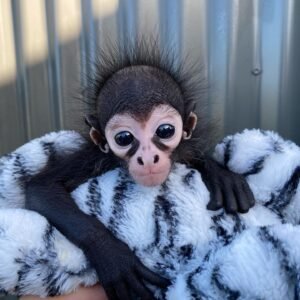 Spider Monkeys For Sale