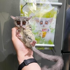 Buy Bush Baby Female