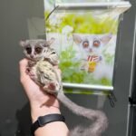 Bush Baby Femaleを購入する