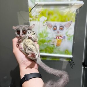 Cumpărați Bush Baby Female