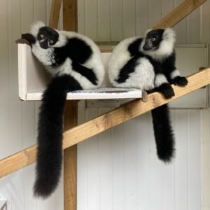 Siyah-beyaz ruffed lemur Dişiler