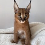 Caracals kitten Male