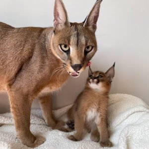 Caracals kitten Male