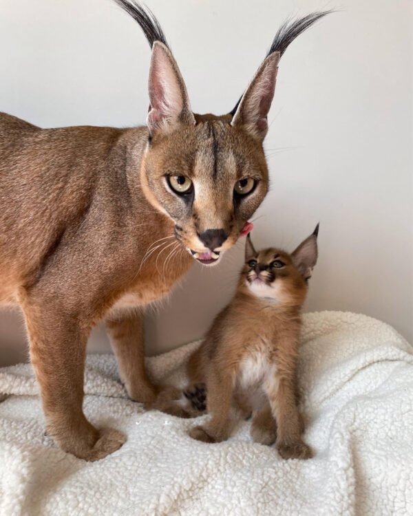 Caracals kitten Male