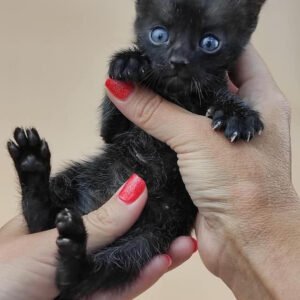 Bengal Kitten Black Male