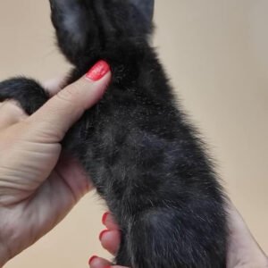 Maschio nero del gattino del Bengala