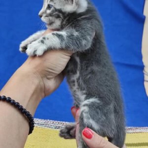 Gatinho Bengal Azul-macho