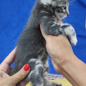 Bengal Kitten Blue-Male