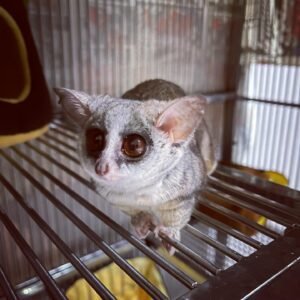 Bush Baby Female