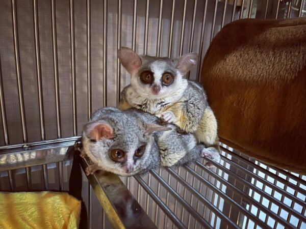 Bush Baby Male