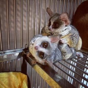 Bush Baby Masculin