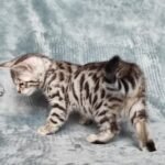 Charcoal Silver-Femelle Chaton