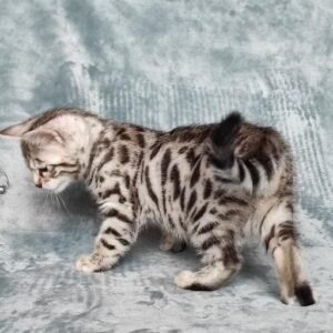 Charcoal Silver-Femelle Chaton