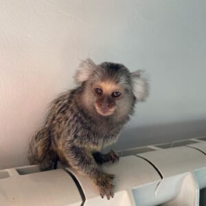 Marmoset Monkey Male