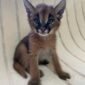 African caracals kitten Male