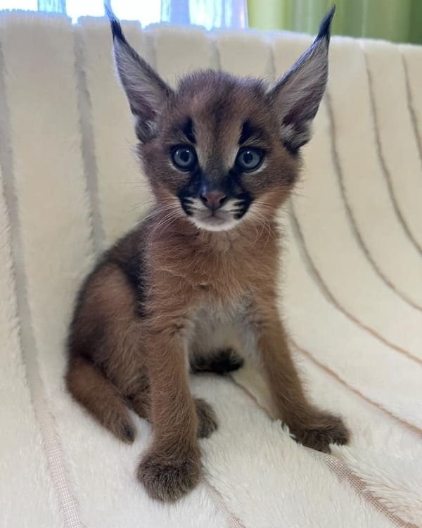 African caracals kitten Male