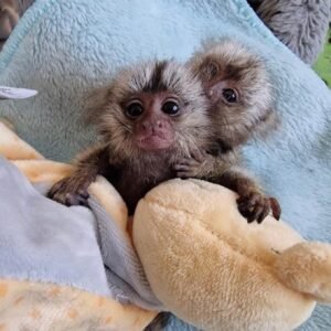 Marmoset Мавпа пара