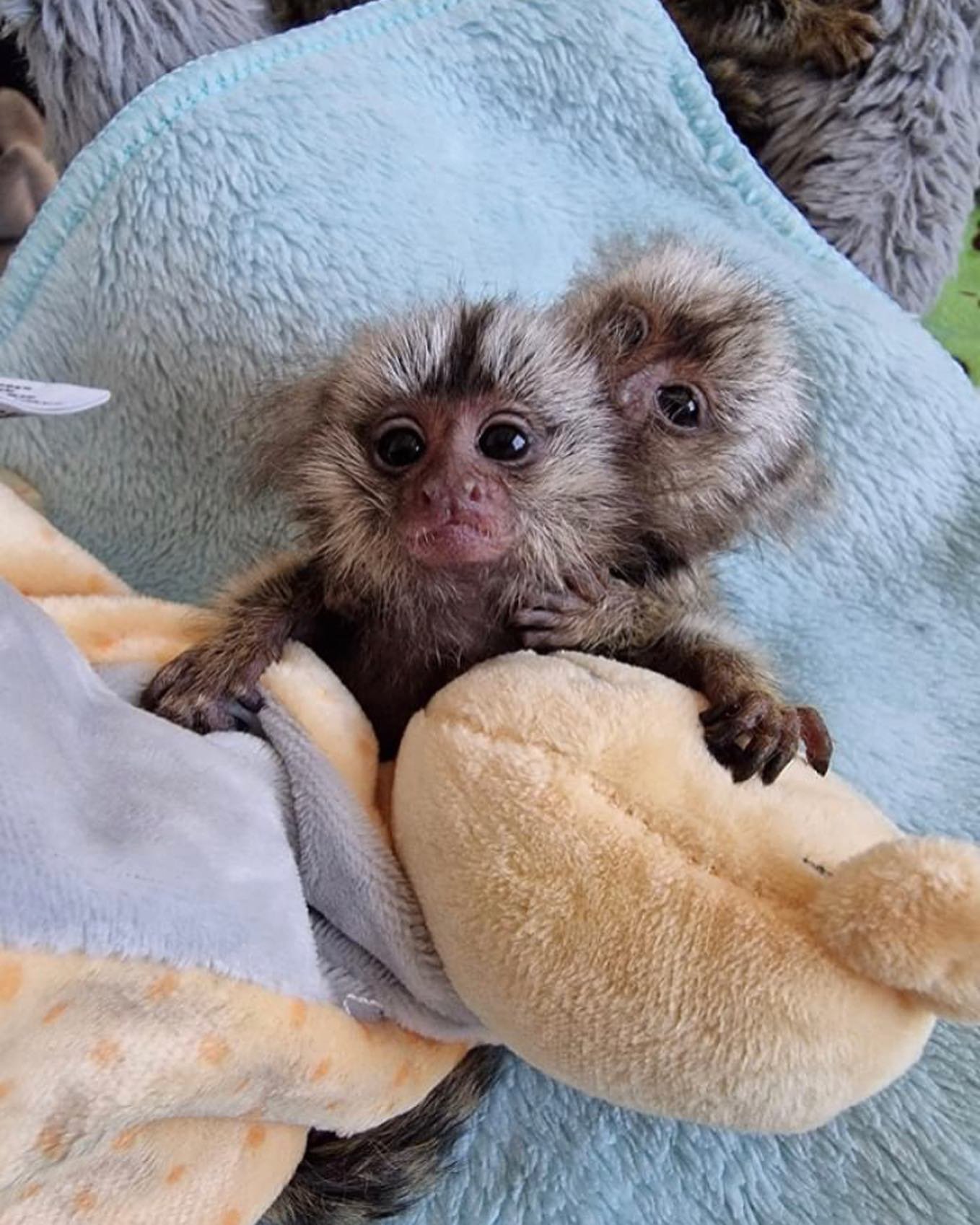 Пара мартышек-мартышек | Купить пару Marmoset Monkey в США