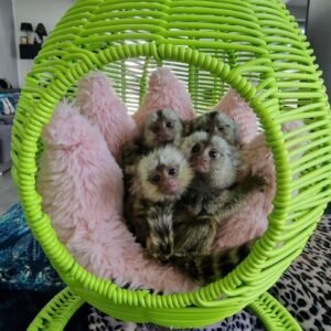 Marmoset Мавпа пара