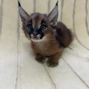 Chaton caracals d'Afrique Mâle