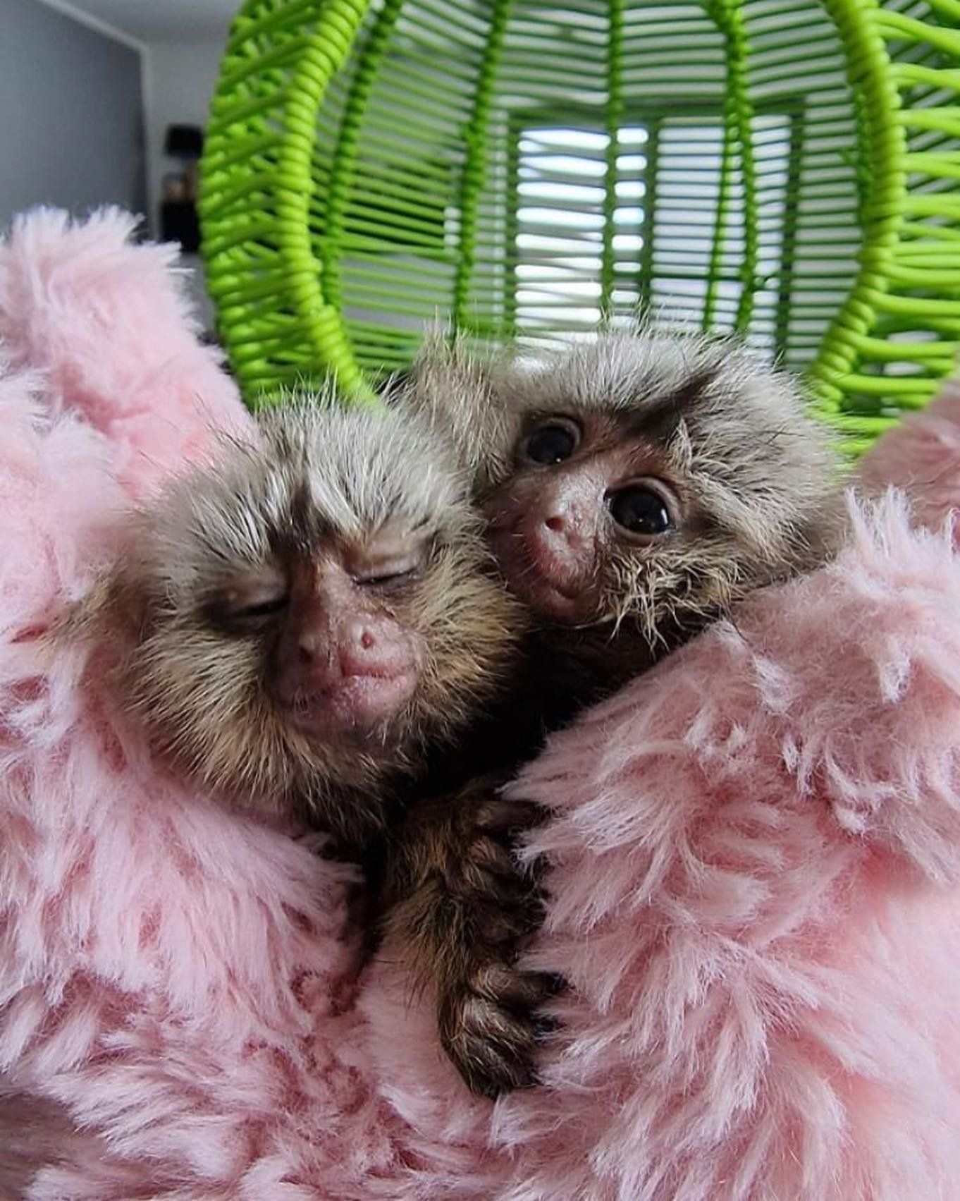 Пара мартышек-мартышек | Купить пару Marmoset Monkey в США