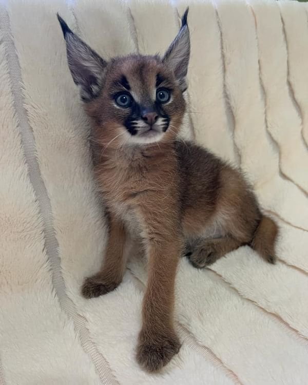 Caracal pet shops for