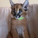 Caracals African Caracals هريرة أنثى