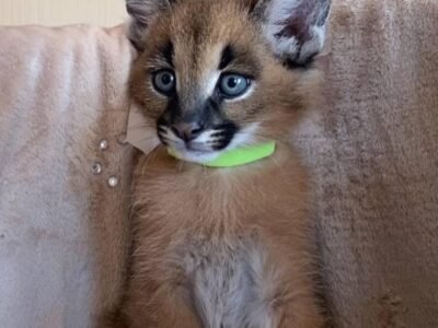 Gatinho Caracals Africano Fêmea