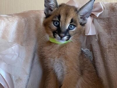 African Caracals Yavru Kedi Dişi