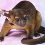 Kinkajous Female