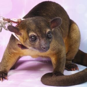 Mujer Kinkajous