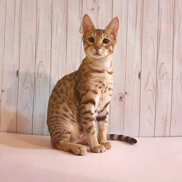 اشترِ Serval Kitten Male