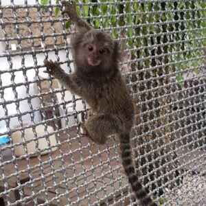 Maimuțe marmoset comune de vânzare