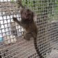 Maimuțe marmoset comune de vânzare