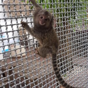 Maimuțe marmoset comune de vânzare