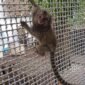 Common Marmoset monkeys For Sale