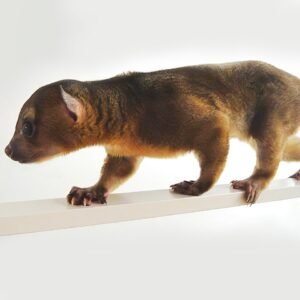 شراء Kinkajous ذكر