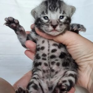 Baby Bengal Kitten-Maschio